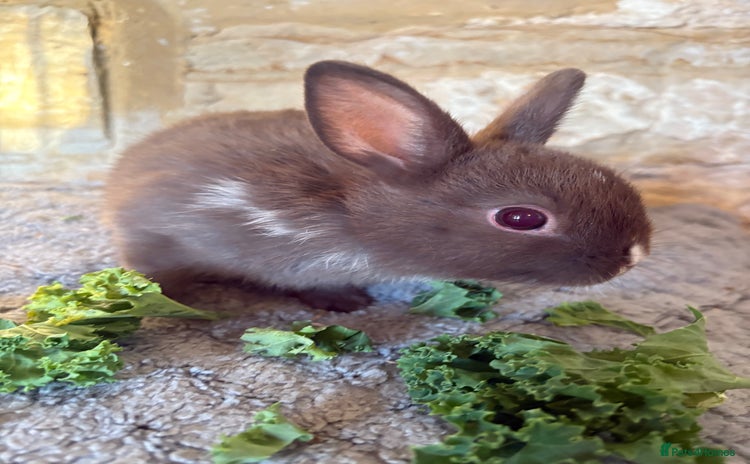 Netherland Dwarf rabbits Sweet Netherland dwarf chocolate boy  - Advert 18