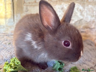 Netherland Dwarf rabbits Sweet Netherland dwarf bunnies - Advert 18