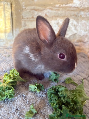 Netherland Dwarf rabbits Sweet Netherland dwarf chocolate boy - Advert 18