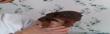 Miniature Dachshund 4