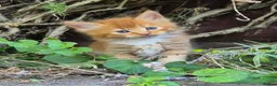 Mixed Breed cats for sale: Kittens Looking for Loving Homes - Advert 2