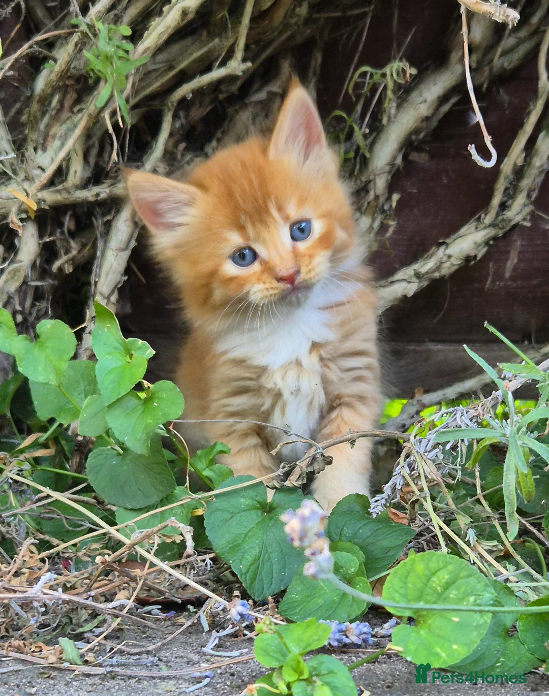 Mixed Breed cats for sale: Kittens Looking for Loving Homes - Advert 2