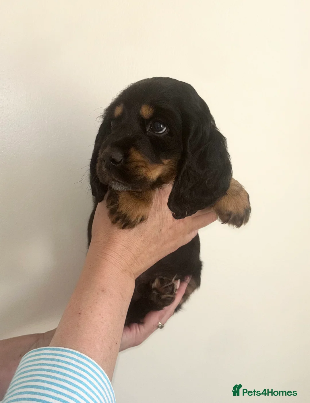 Cocker Spaniel dogs for sale: Cocker spaniel puppies for sale  in Guildford - Advert 2