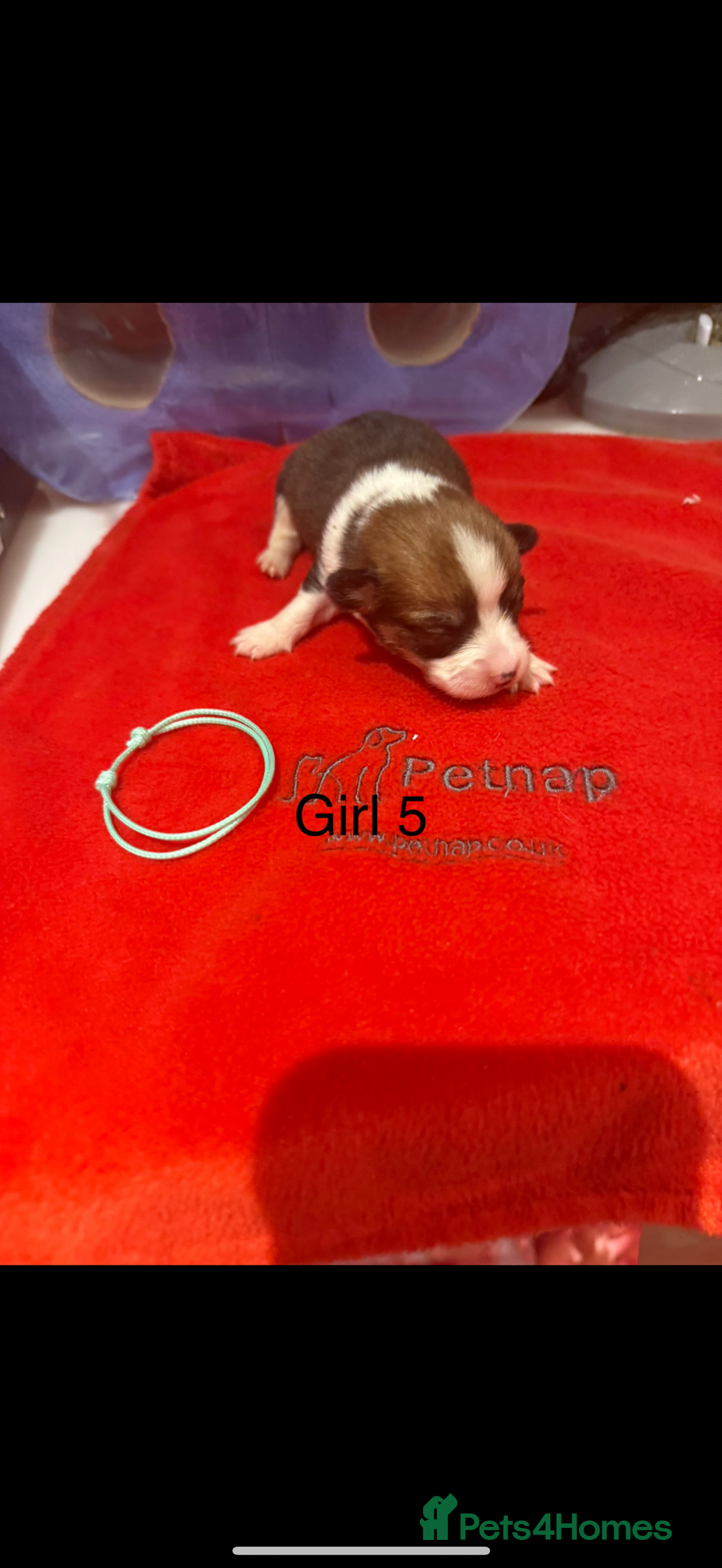 Welsh Corgi Pembroke dogs for sale: Kc reg Pembroke corgi babies available  - Advert 38