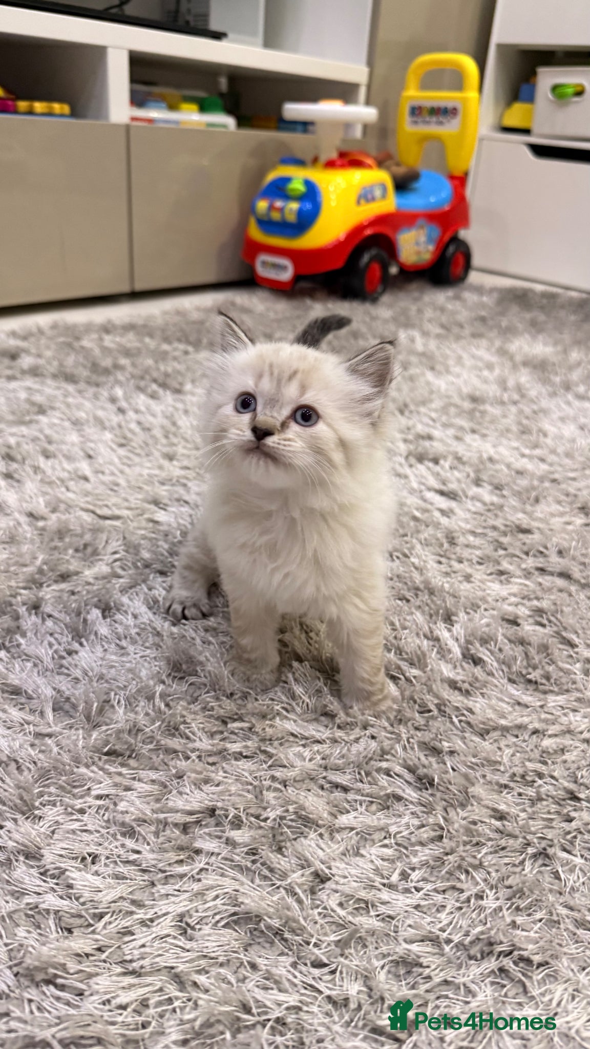 Ragdoll cats One girl is available, it’s a Mini❤️ - Advert 1