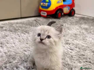 Ragdoll cats One girl is available, it’s a Mini❤️ - Advert 2