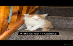 British Longhair cats for sale: Beautiful longhair kittens for rehoming  - Image 3