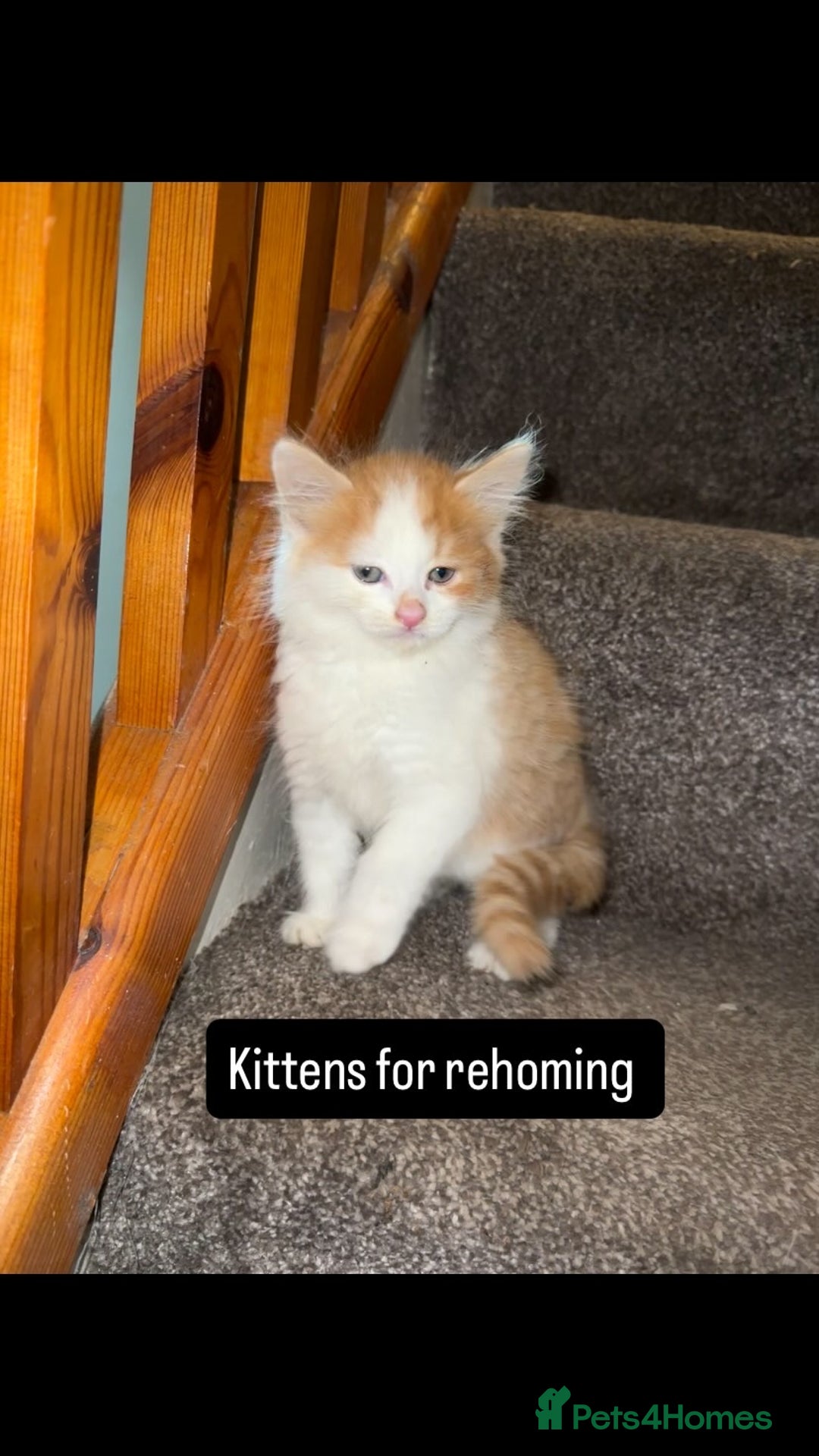 British Longhair cats for sale: Beautiful longhair kittens for rehoming  - Image 3