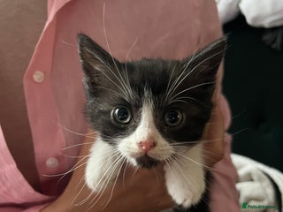 Mixed Breed cats Lovely 3 kittens for sale - Advert 17