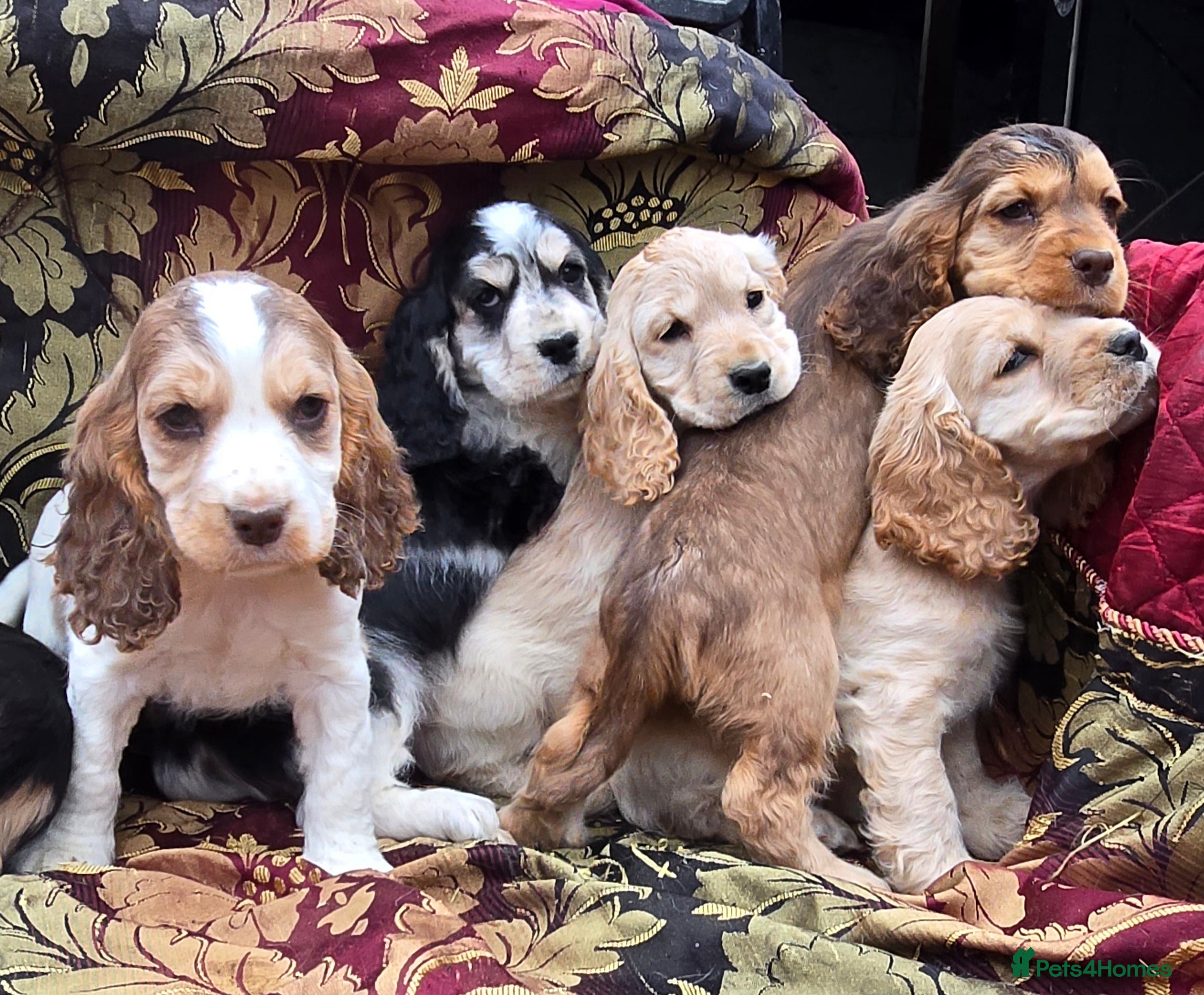 Cocker Spaniel dogs Stunning litter of cocker spaniel pups ready now. - Advert 1