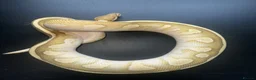 Python Snake reptiles for sale: Male Lesser Fire YB het clown het desert ghost  - Advert 2
