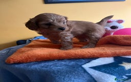 Cockapoo dogs for sale: F1b Cockapoo Puppies Ready Soon for Loving Homes - Image 19