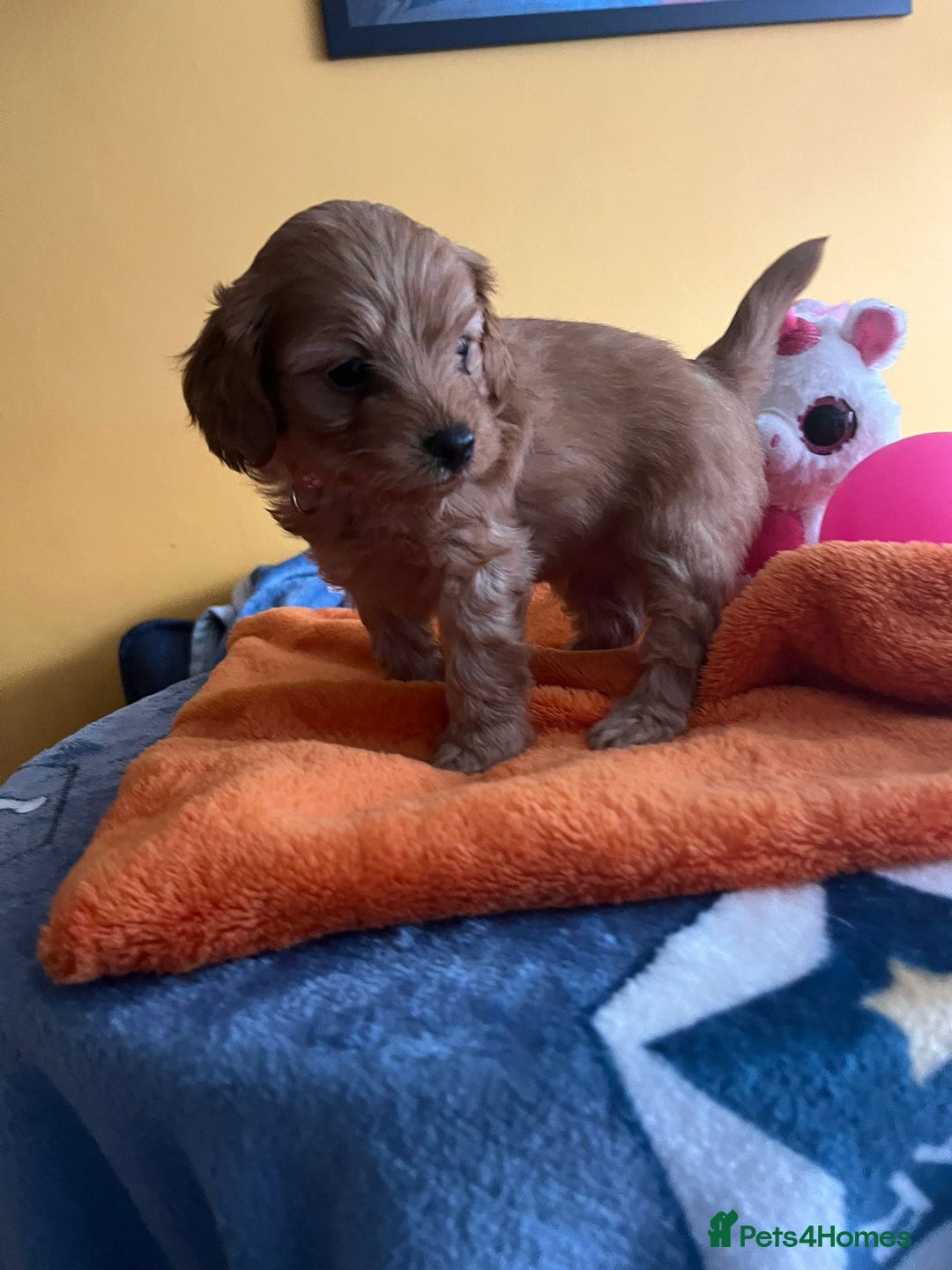 Cockapoo dogs for sale: F1b Cockapoo Puppies Ready Soon for Loving Homes - Image 19