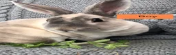 Rex rabbits for sale: Pure breed velvet mini and standard Rex rabbits - Advert 12