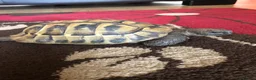Tortoise reptiles for sale: Hermann tortoise - Advert 3
