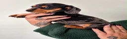 Dachshund dogs for sale: Playful dachshunds for sale  - Advert 2