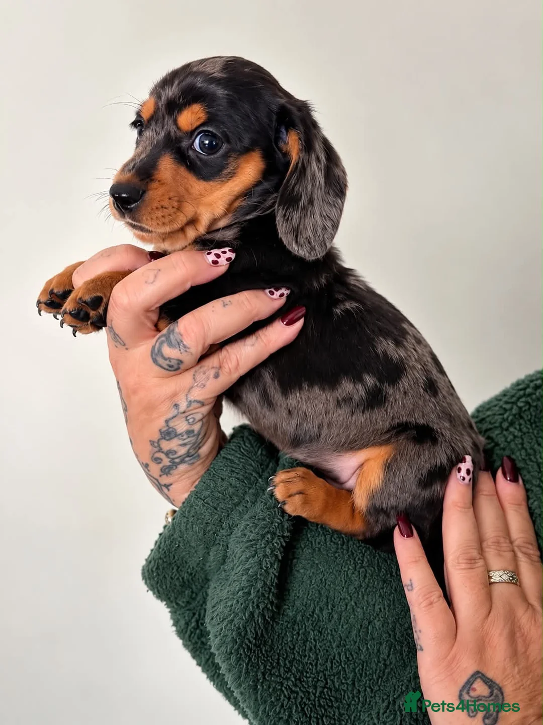 Dachshund dogs for sale: Playful dachshunds for sale  - Advert 2