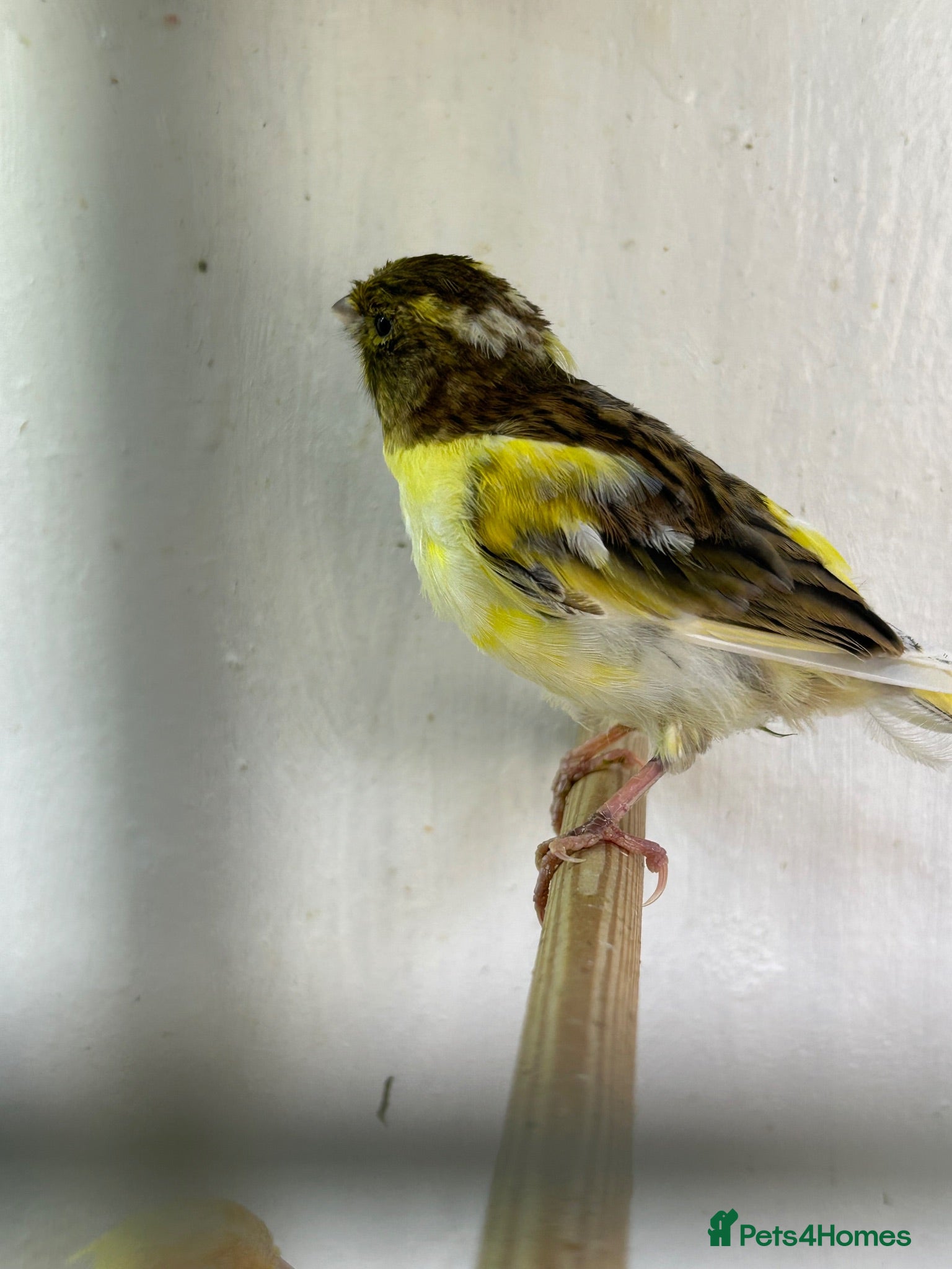 Canaries birds 3 young canaries for sale - Advert 1
