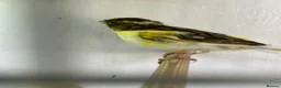 Canaries birds for sale: 3 young canaries for sale - Advert 1