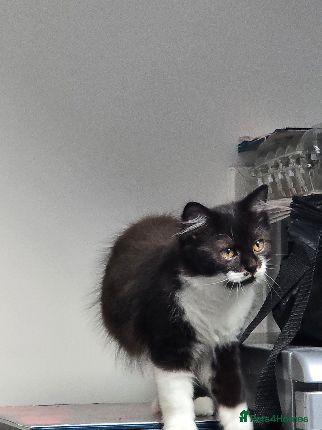 British Longhair cats for sale: British Long Hair Male kittens ( only 1 left) - Advert 9