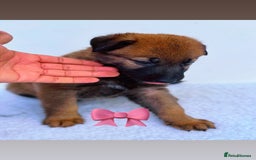 German Shepherd dogs for sale: Black Working Line German Shepherd Puppies - Image 8