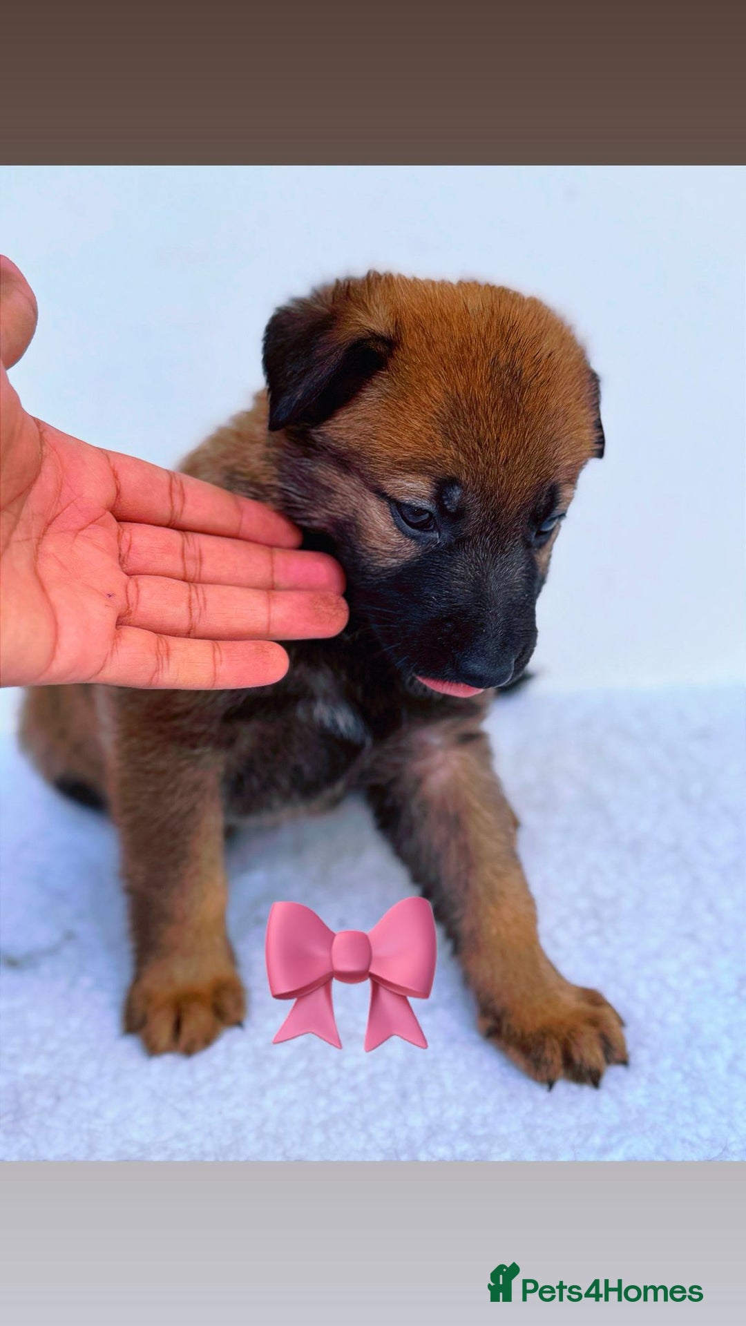 German Shepherd dogs for sale: Black Working Line German Shepherd Puppies - Image 8