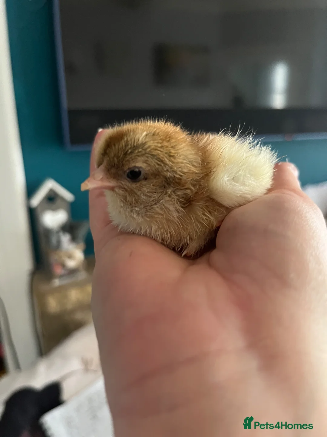 Chickens poultry for sale: Chicks, Hens hatching eggs - Advert 2