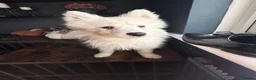 Samoyed dogs for sale: Only 3 females left - Advert 7