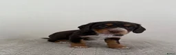 Cocker Spaniel dogs for sale: 2 working cocker spaniels  - Advert 3