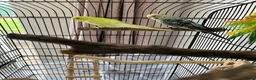 Budgerigars birds for sale: Male and Female Budgie’s in Rochdale - Advert 7