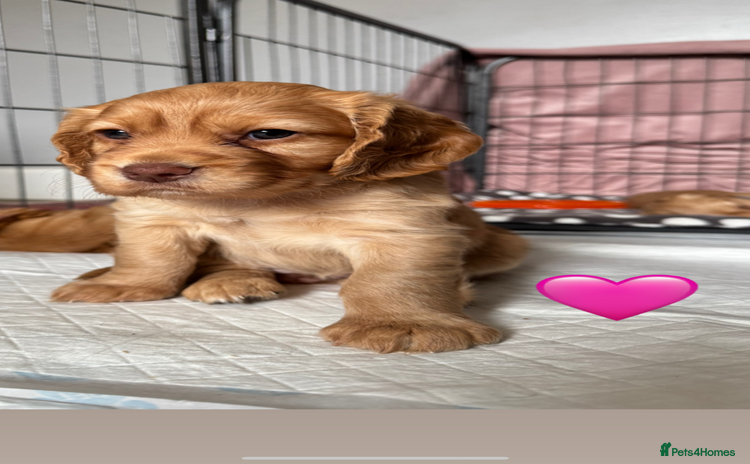 Cocker Spaniel dogs - Advert 1