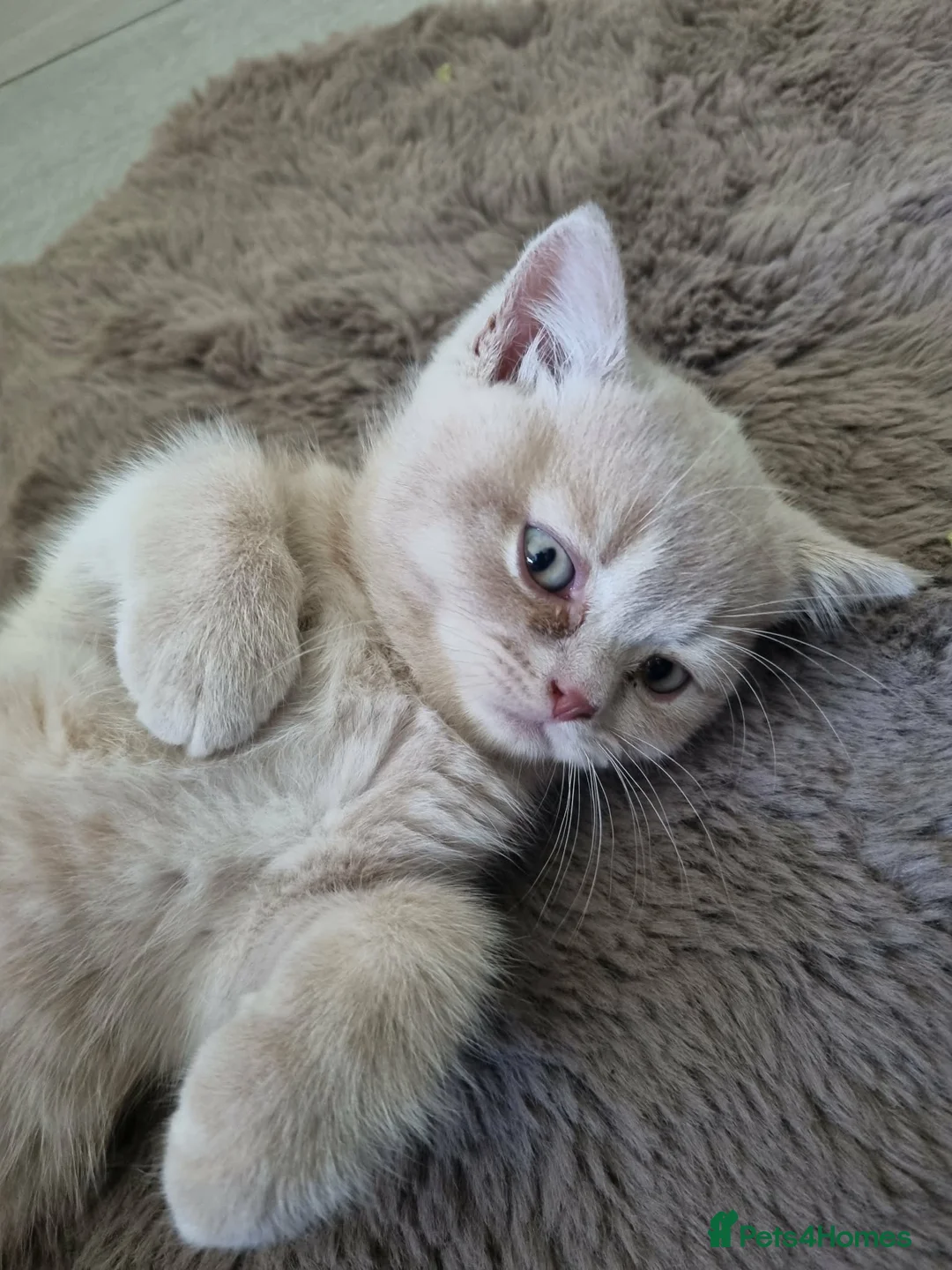 British Shorthair cats for sale: 3 cream male & 1 blue female British shorthairs.  - Advert 18