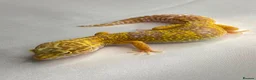 Leopard Gecko reptiles for sale: CB25 Tremper albino proven breeder  - Advert 2