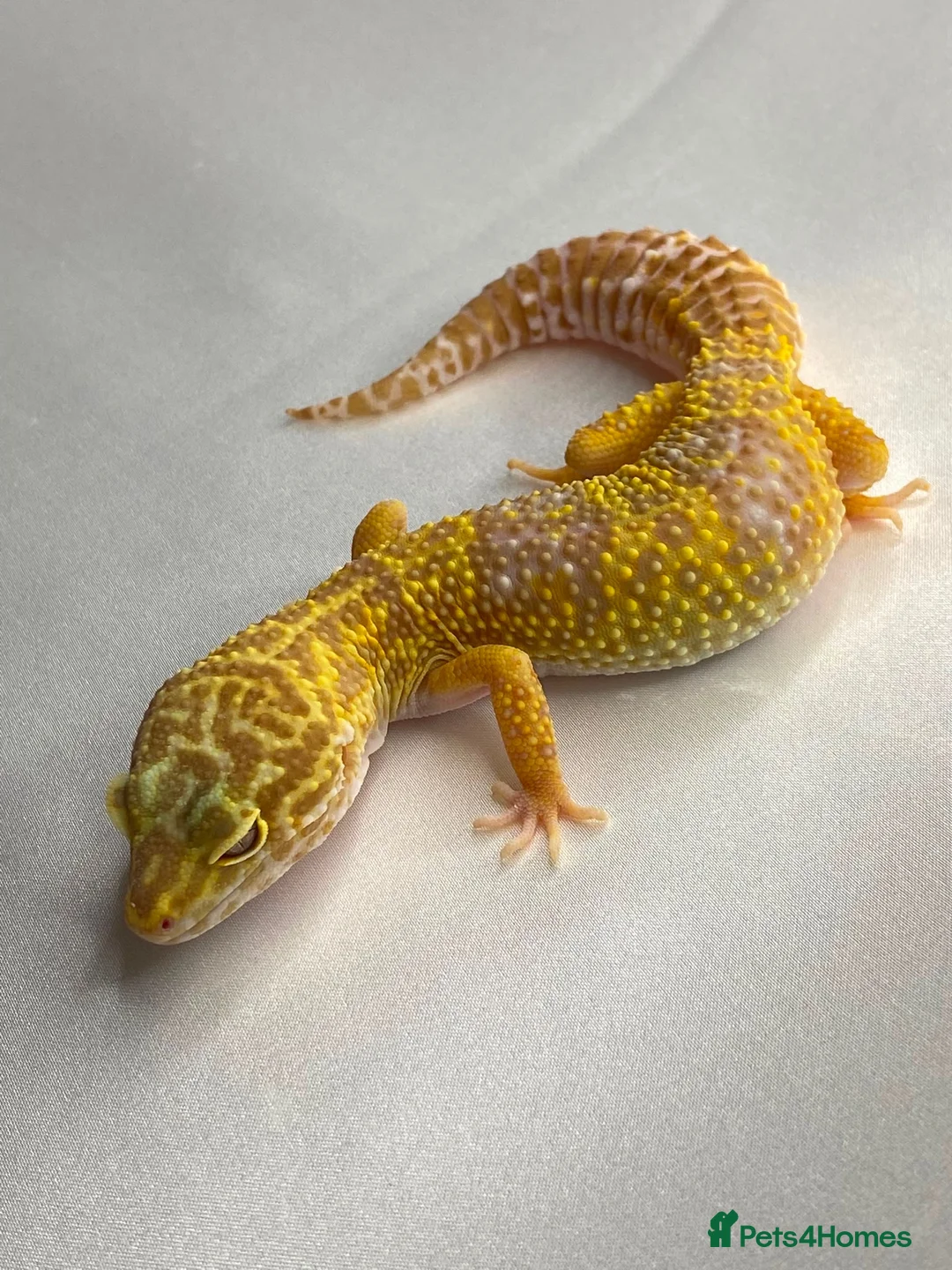 Leopard Gecko reptiles for sale: CB25 Tremper albino proven breeder  - Advert 2