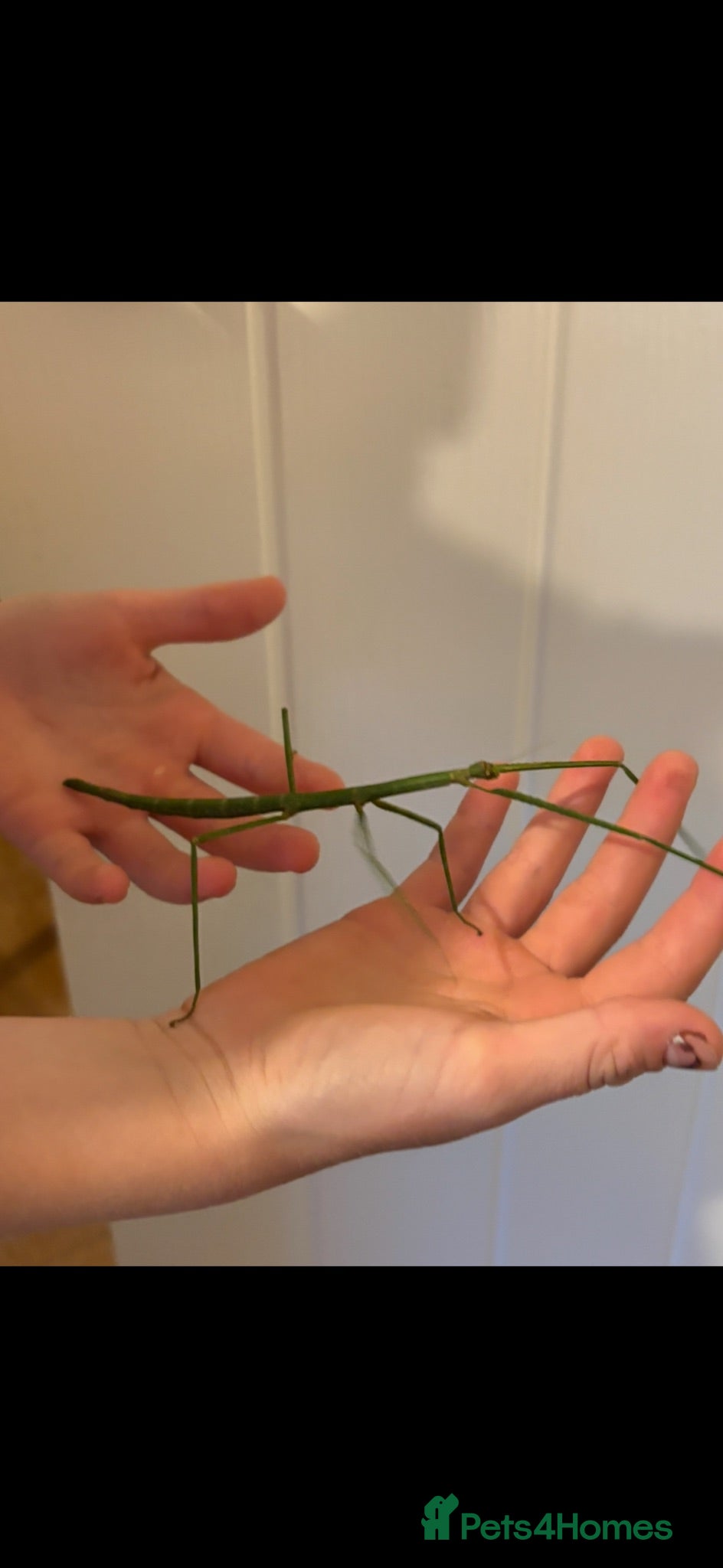 Stick Insects invertebrates Collection of stick insects with vivarium - Advert 7
