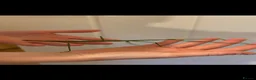 Stick Insects invertebrates for sale: Collection of stick insects with vivarium - Advert 1