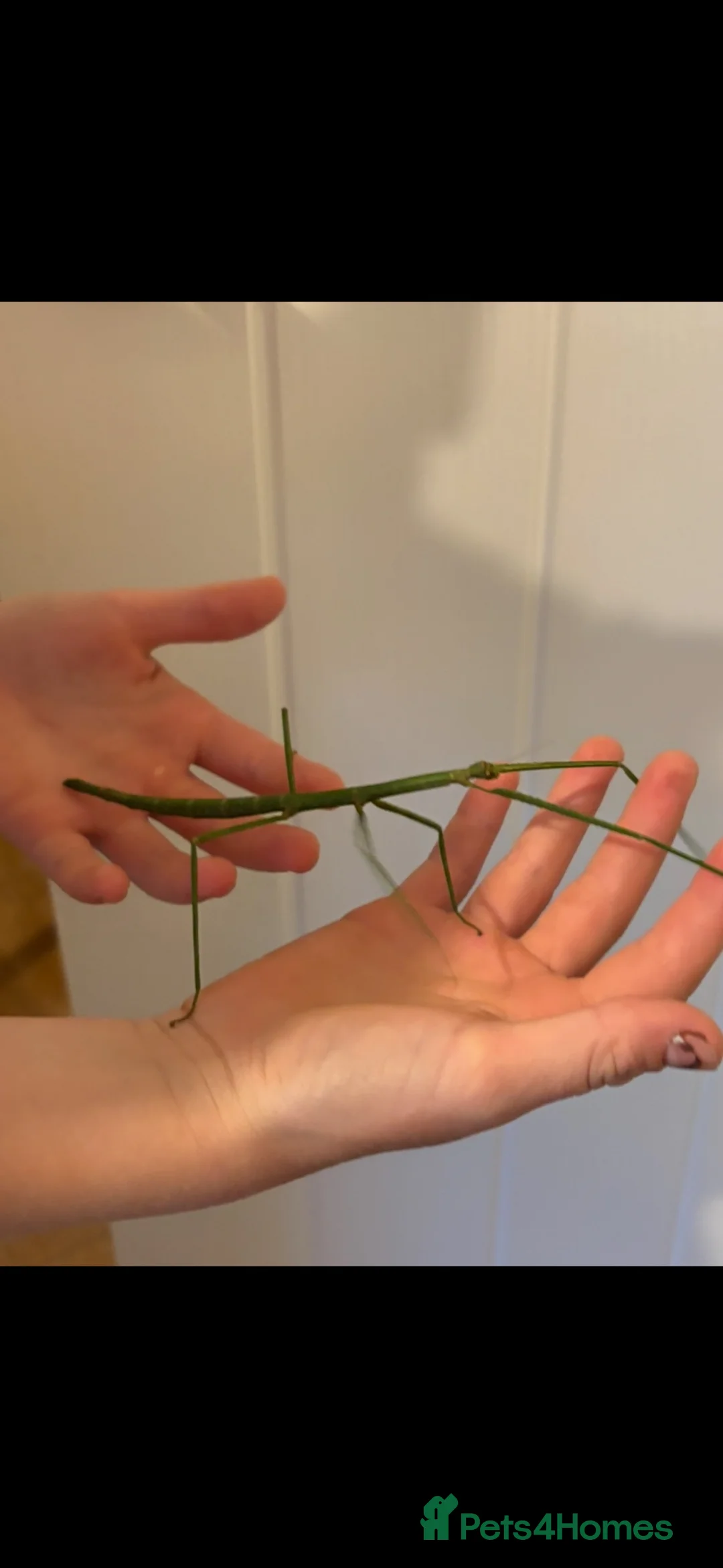 Stick Insects invertebrates for sale: Collection of stick insects with vivarium - Advert 1