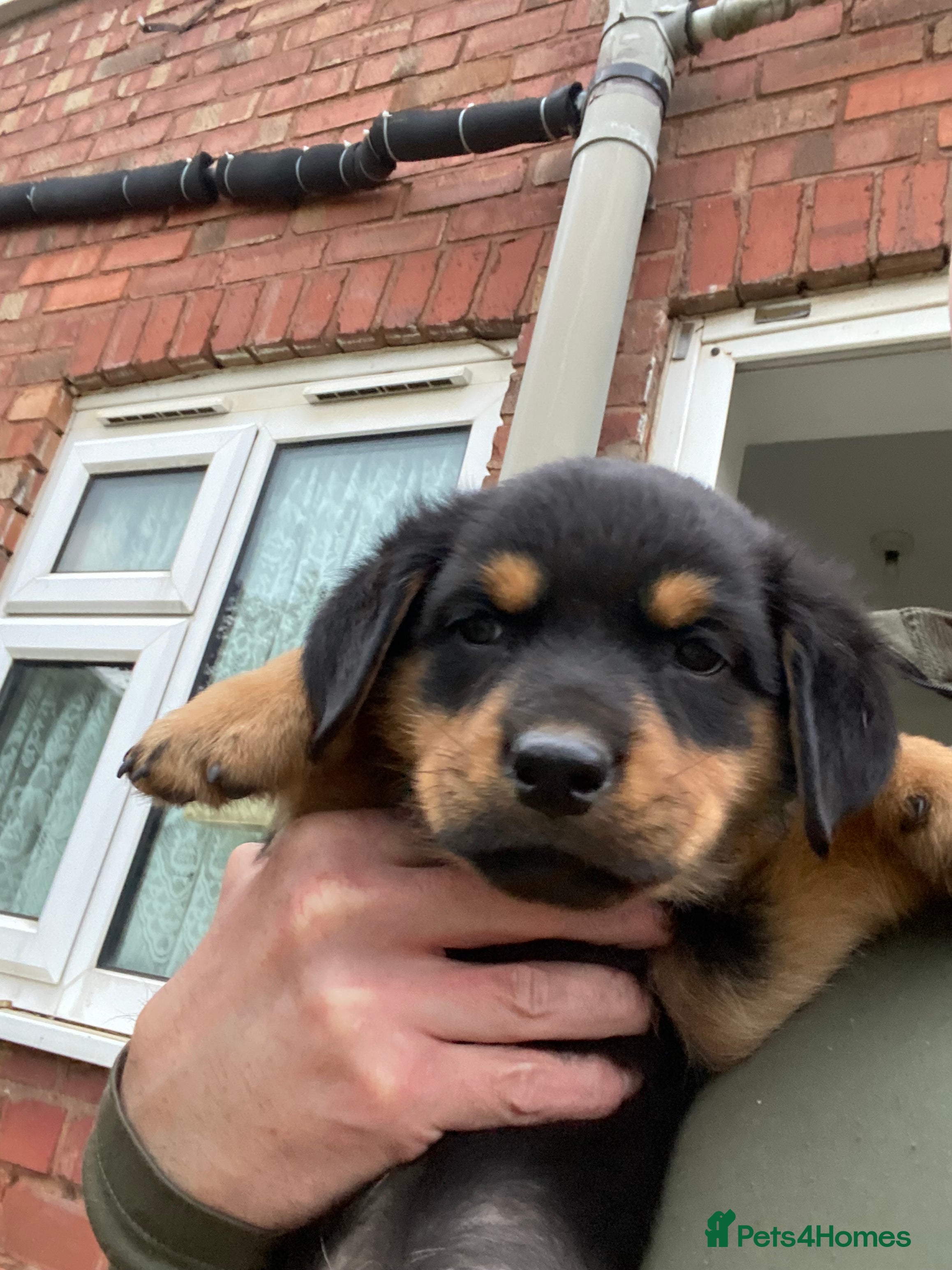 Rottweiler Puppy 4