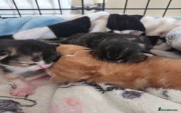 Mixed Breed cats for sale: Beautiful kittens - Image 25