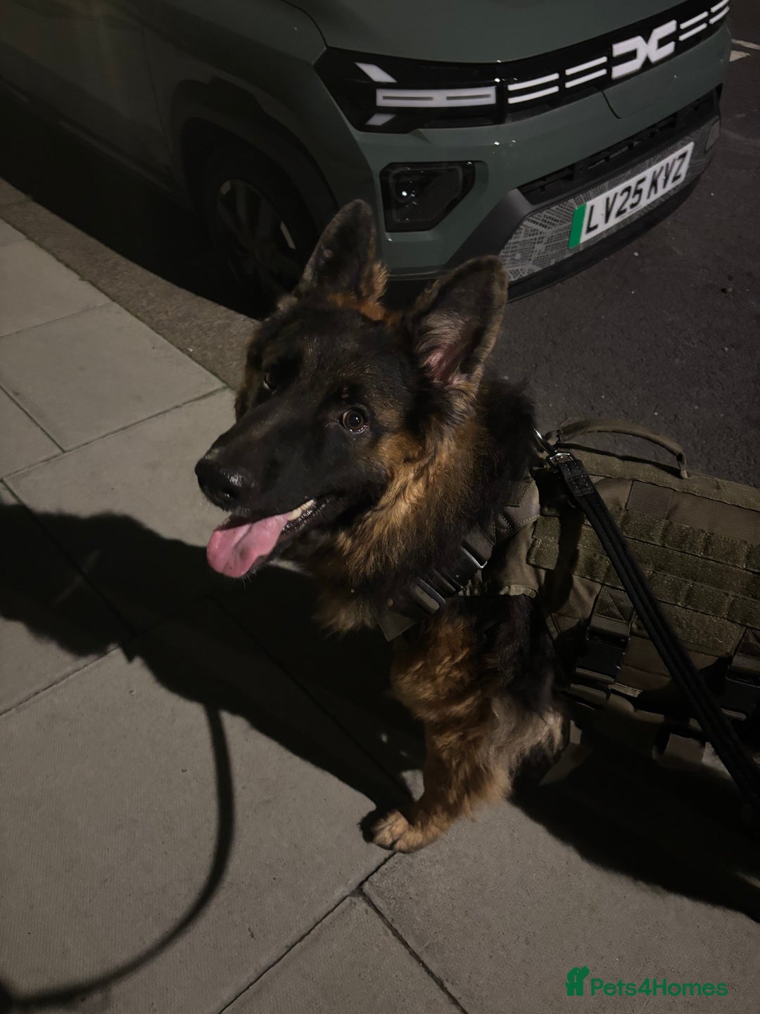 German Shepherd dogs for sale: Rehoming 1 Year Old Male German Shepherd - Advert 5