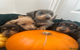 Dachshund dogs for sale: 6 beautiful dachshund puppies  - Image 29
