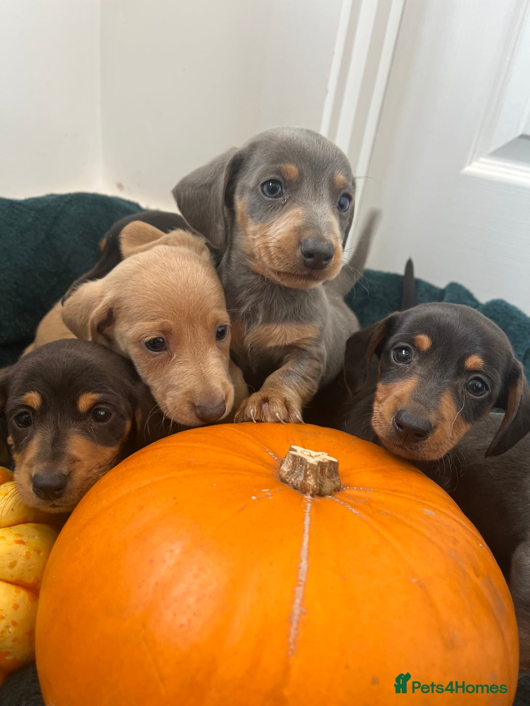 Dachshund dogs for sale: 6 beautiful dachshund puppies  - Image 29