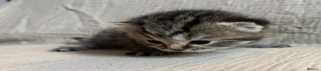 British Shorthair Kitten 1