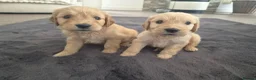 Mixed Breed dogs for sale: Beautiful Strong healthy puppy’s  - Advert 13