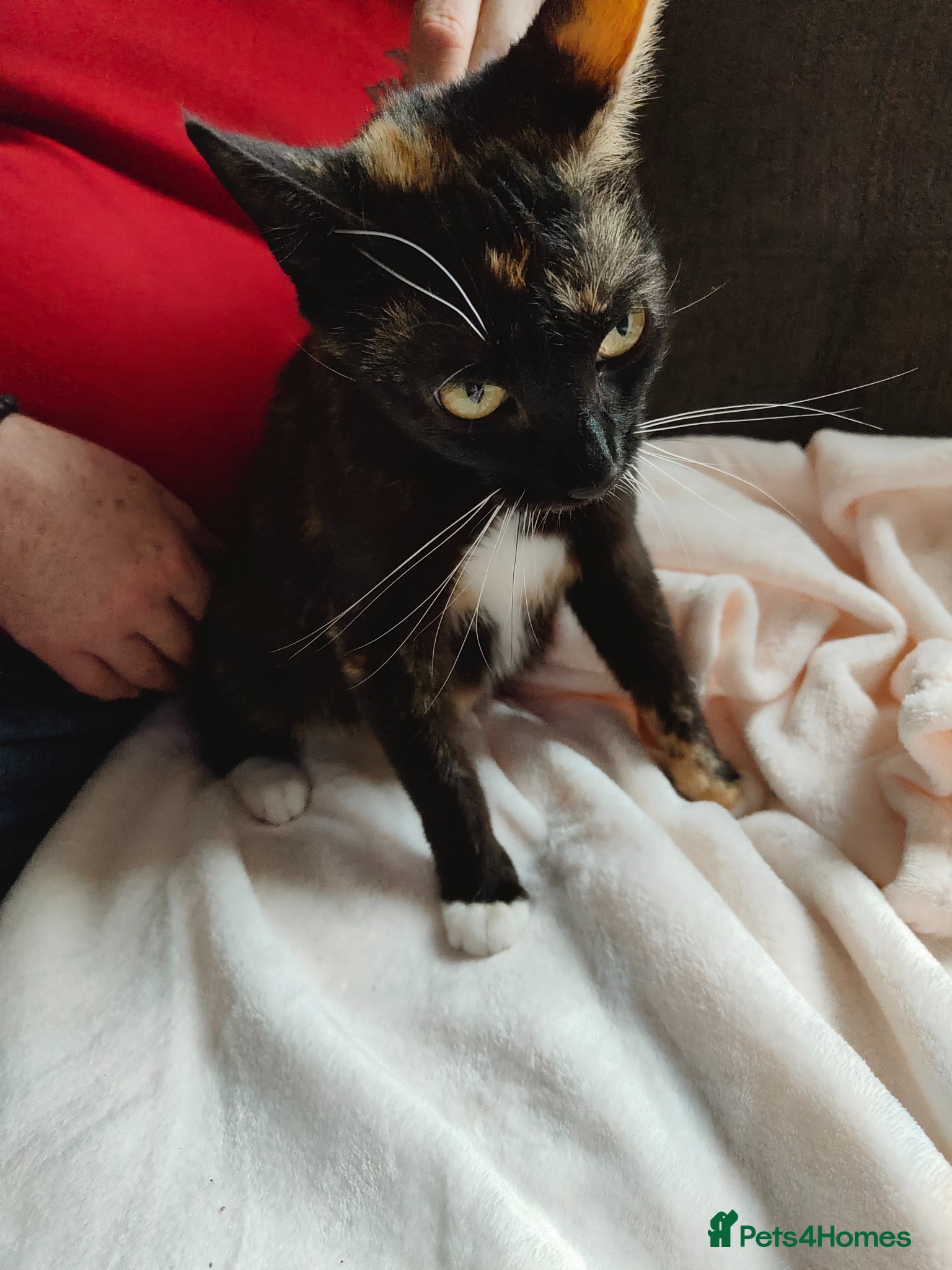 Mixed Breed cats Kittens ready for their forever home. - Advert 1
