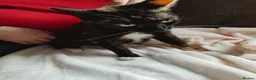 Mixed Breed cats for sale: Kittens ready for their forever home. in Goole - Advert 1