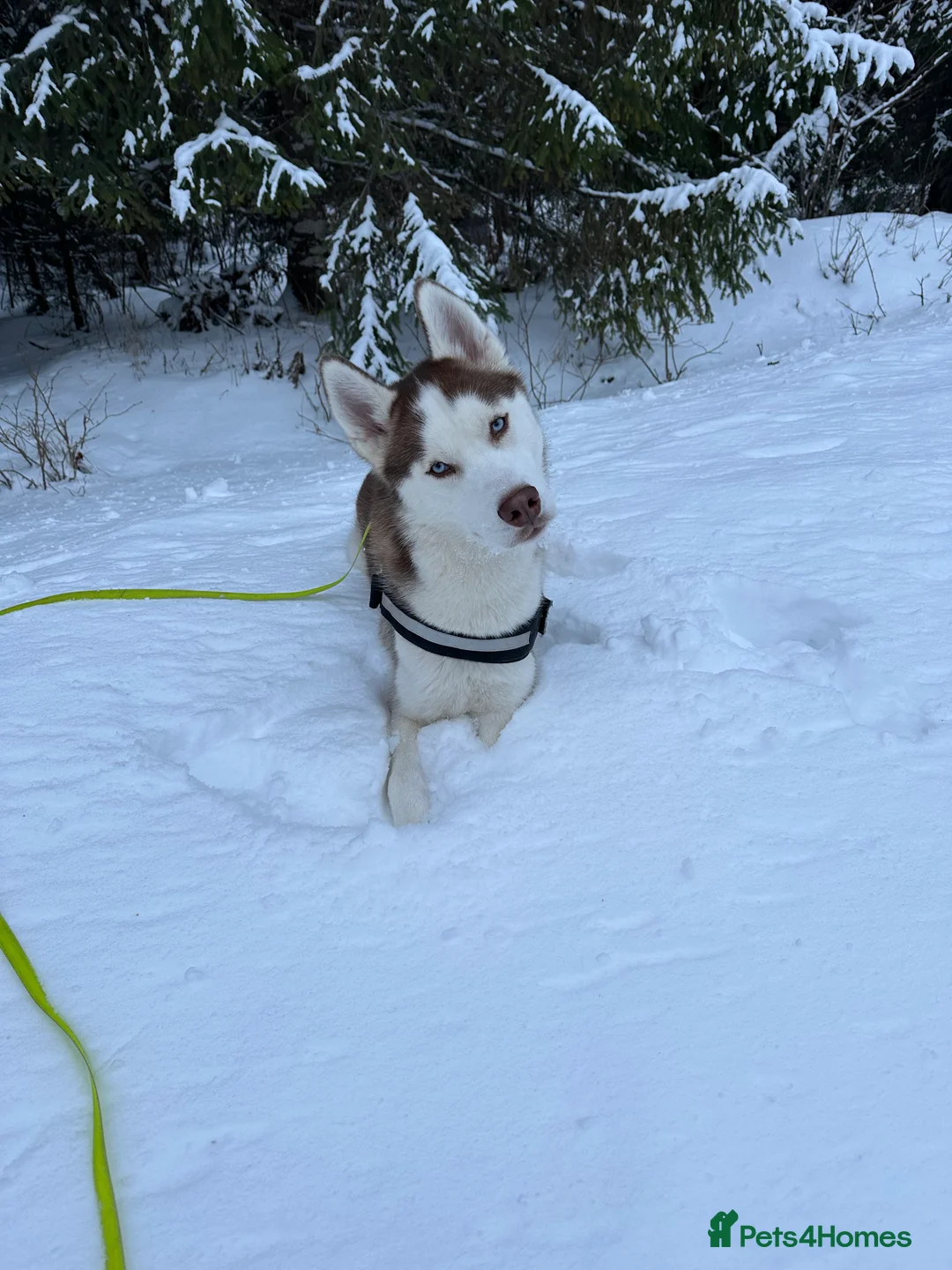 Siberian Husky dogs for stud: Imported Blue Eyed, Red & White Husky Stud - Advert 4