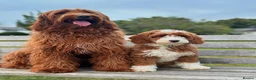 Australian Labradoodle dogs for sale: ✨WALA superior Australian labradoodle list✨  - Advert 11
