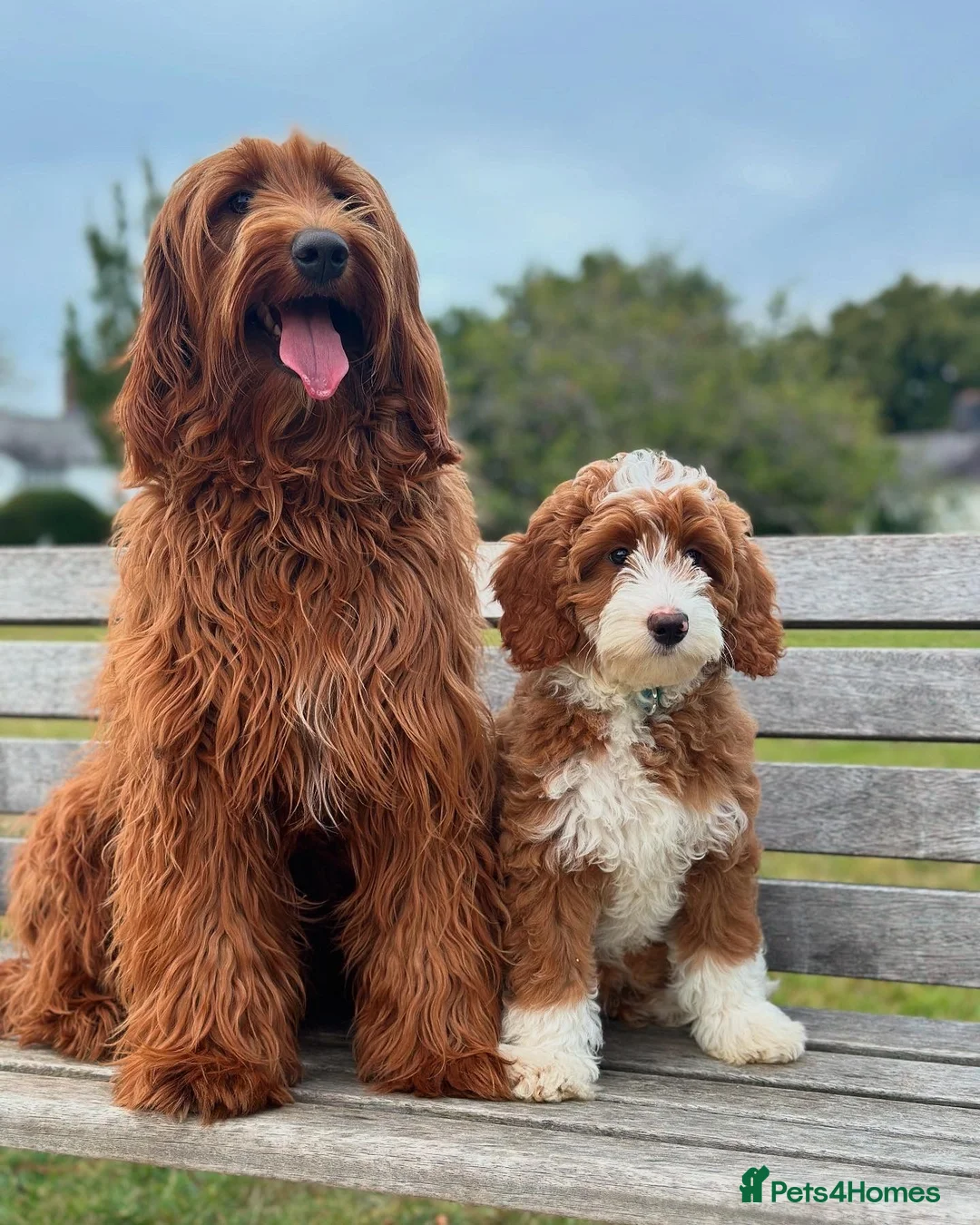 Australian Labradoodle dogs for sale: ✨WALA superior Australian labradoodle list✨  - Advert 11