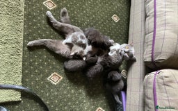 British Shorthair cats for sale: British blue short hair x ragdoll kittens - Image 19